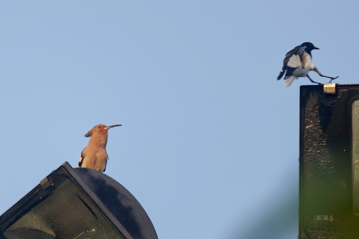 Eurasian Hoopoe - ML290133561