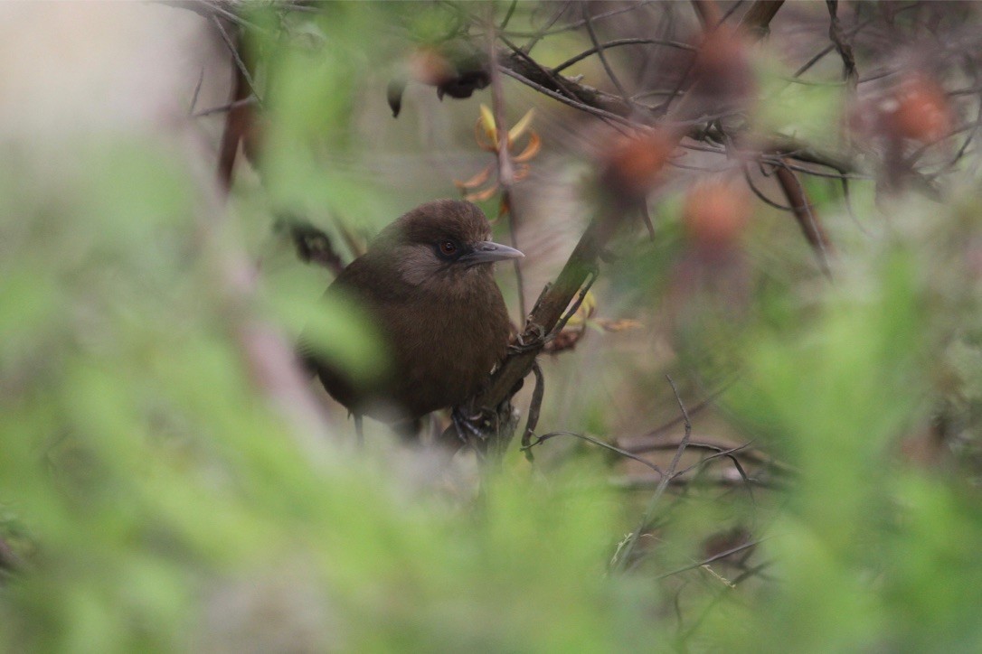 Bioko Speirops - Ryan Terrill