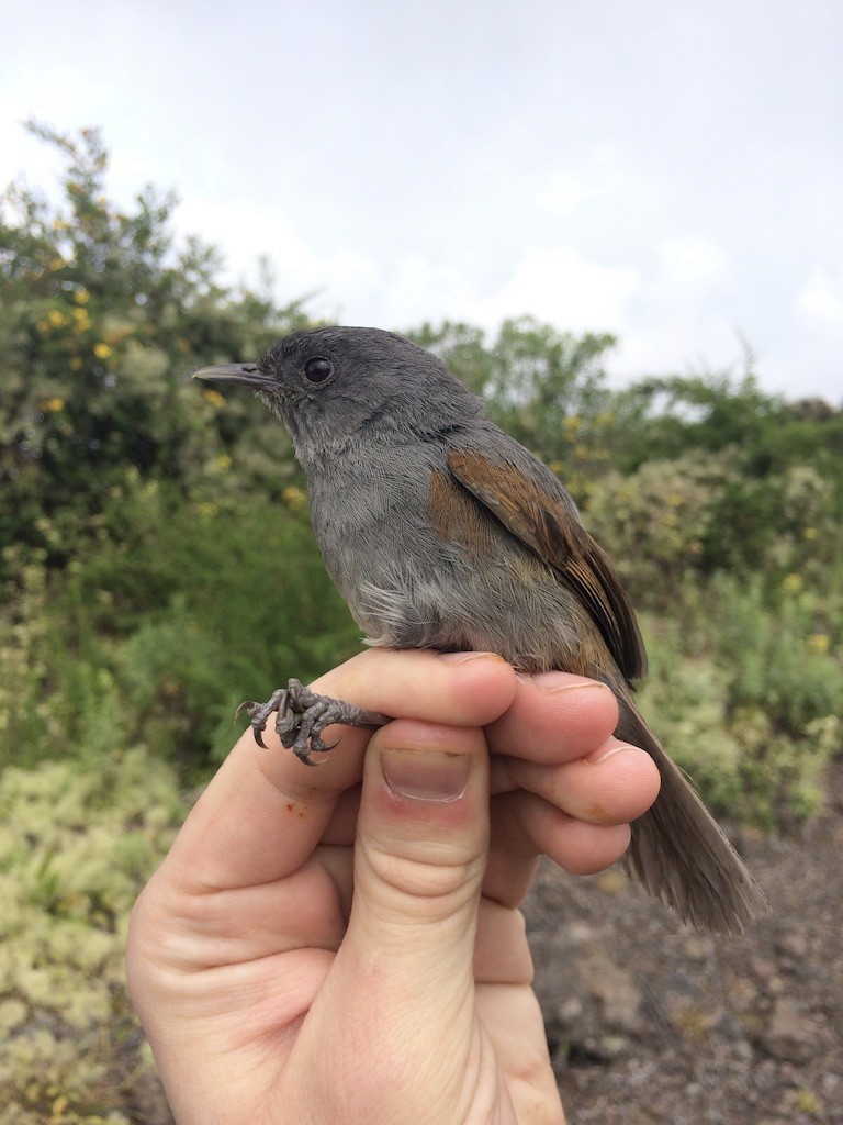 African Hill Babbler (Claude's) - ML290134941