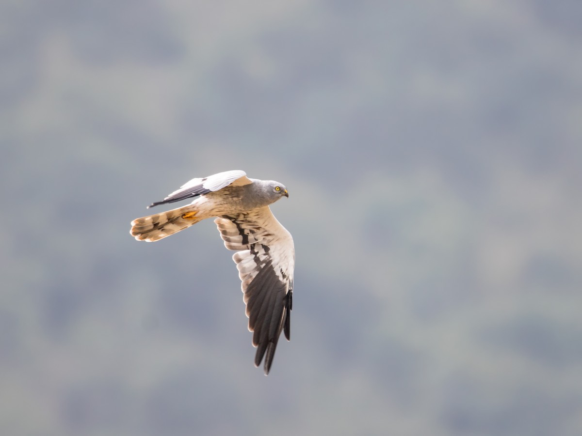Montagu's Harrier - Garima Bhatia