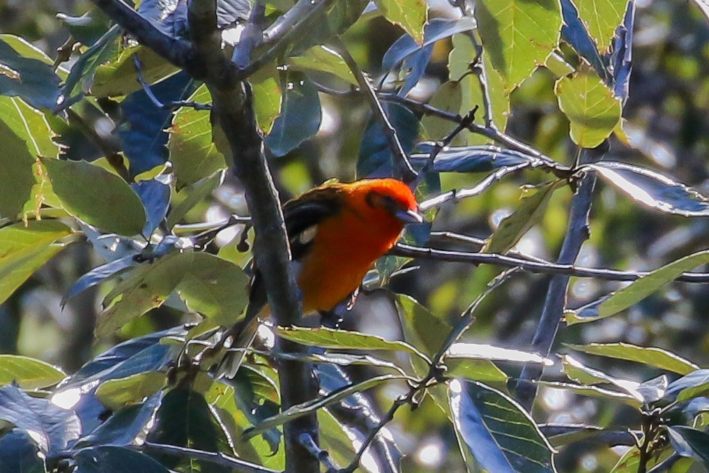 Flame-colored Tanager - ML290135921