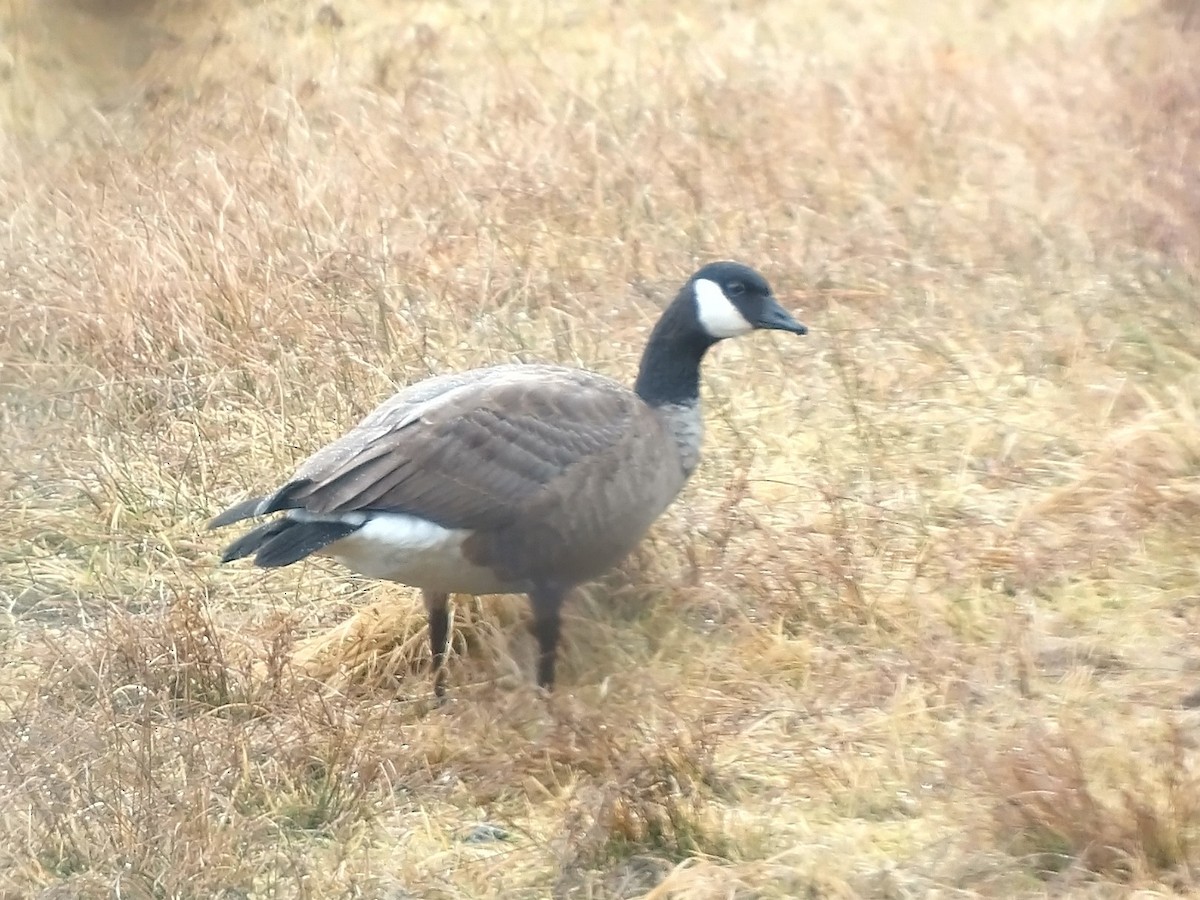 Cackling Goose - ML290136731