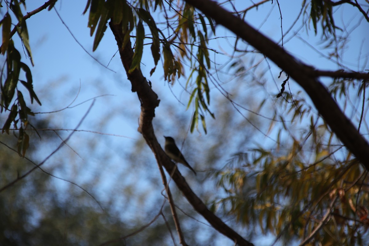 Eastern Phoebe - Carol Beardmore