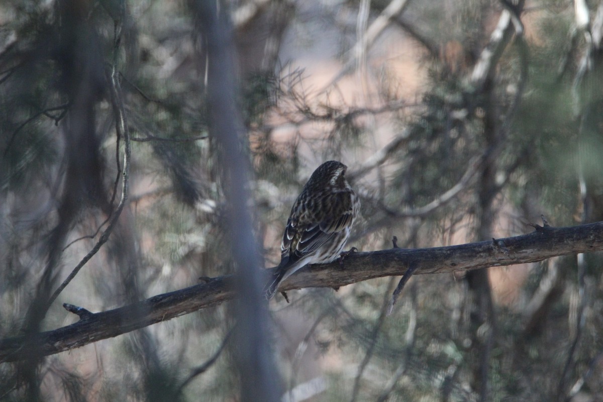 Purple Finch - ML290138791