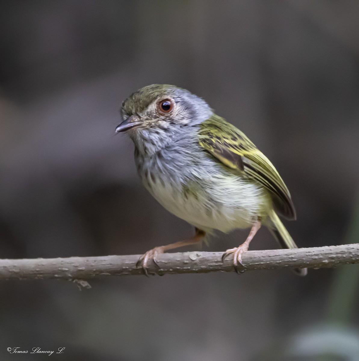 White-bellied Pygmy-Tyrant - Tomas Llancay Levita