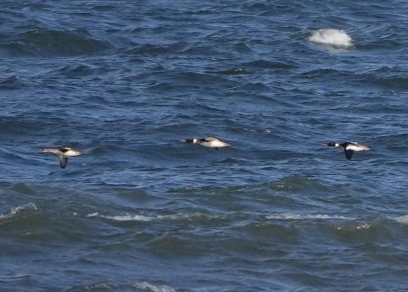 Red-breasted Merganser - ML290139721