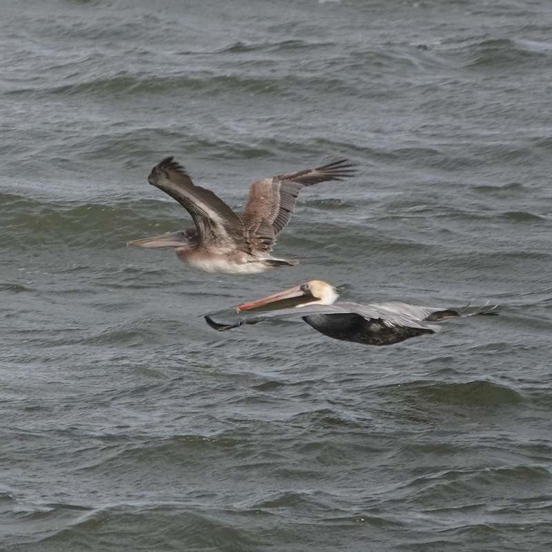 Brown Pelican - Steve Keith