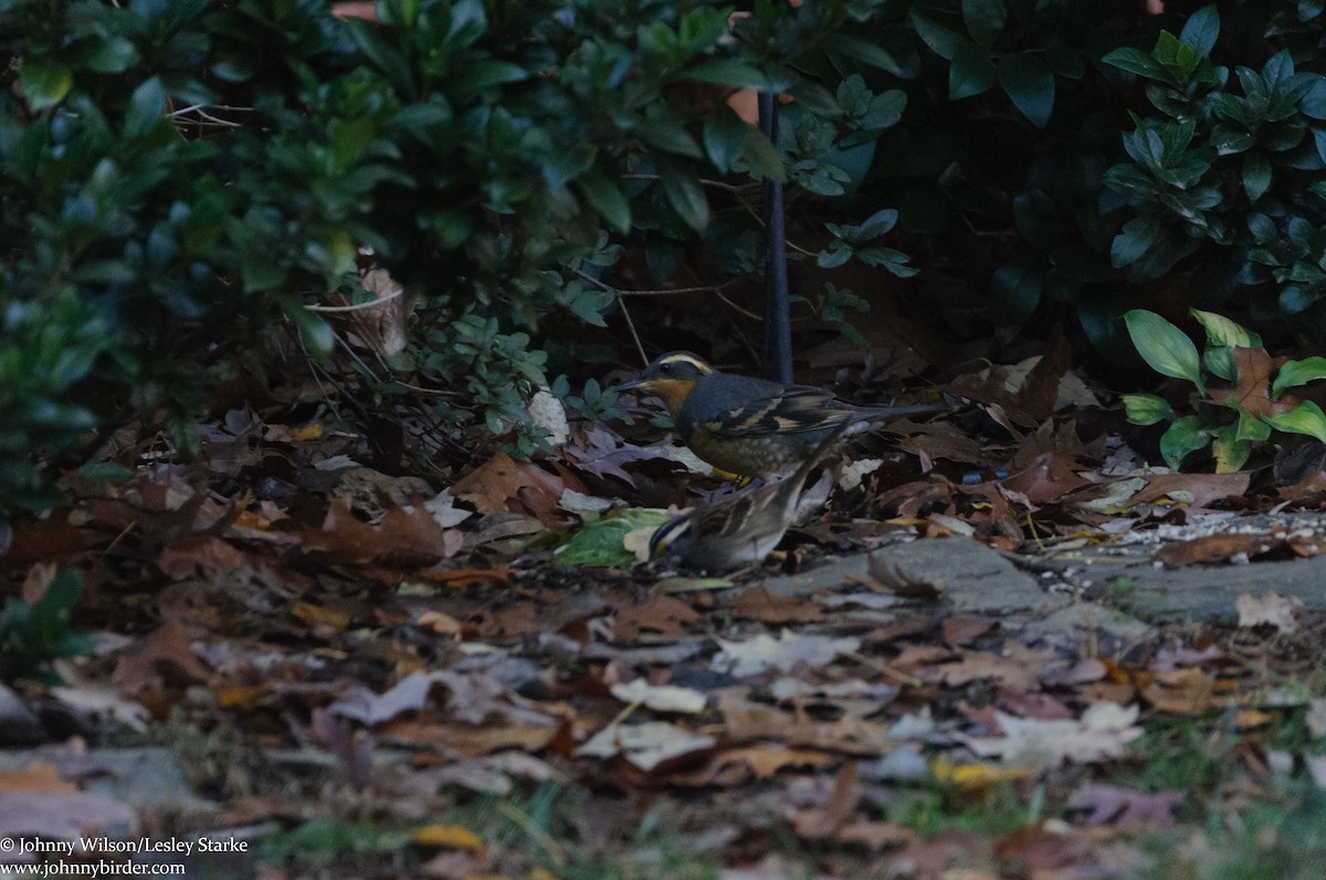 White-throated Sparrow - ML290140151