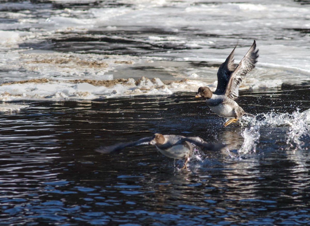 Barrow's Goldeneye - Miles Brengle