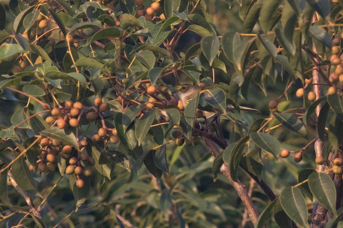 White-eyed Vireo - ML290141931