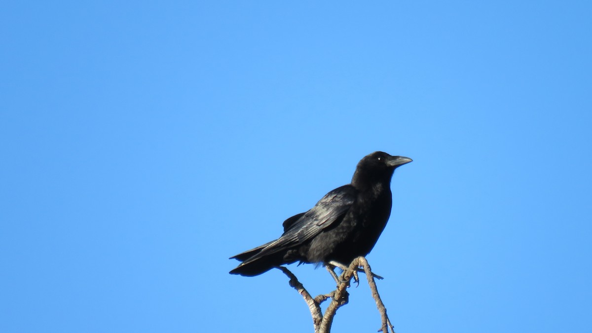 American Crow - ML290142361