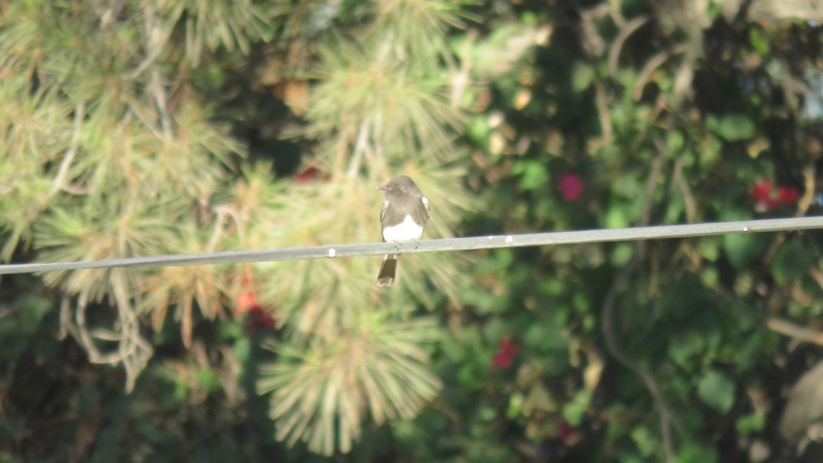 Black Phoebe - ML290142751
