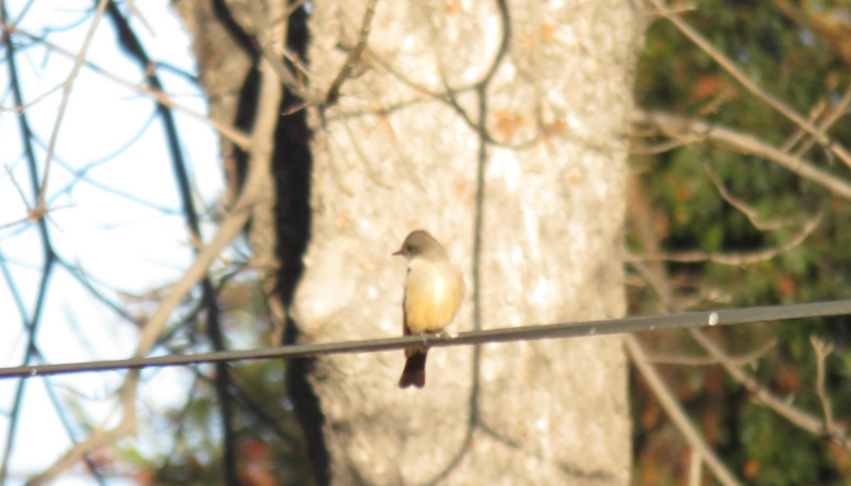 Say's Phoebe - ML290142771