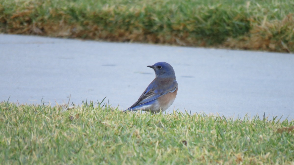 Western Bluebird - ML290143211