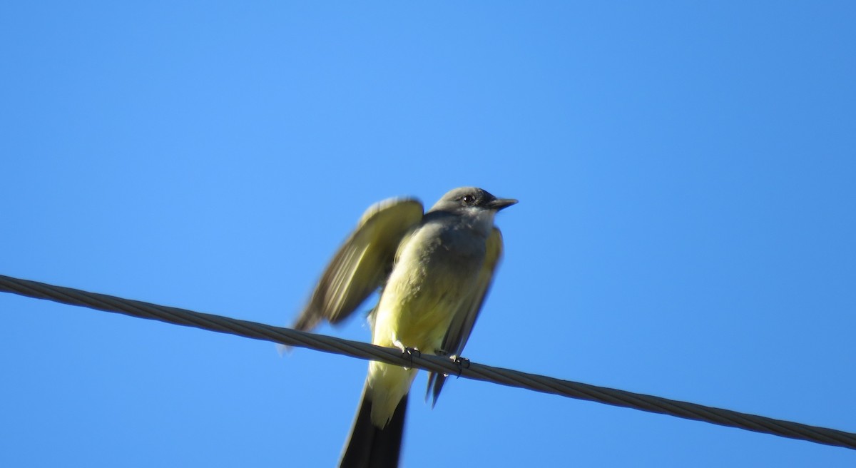 Cassin's Kingbird - ML290143771