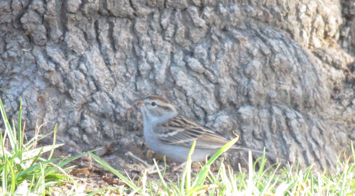 Chipping Sparrow - ML290144071