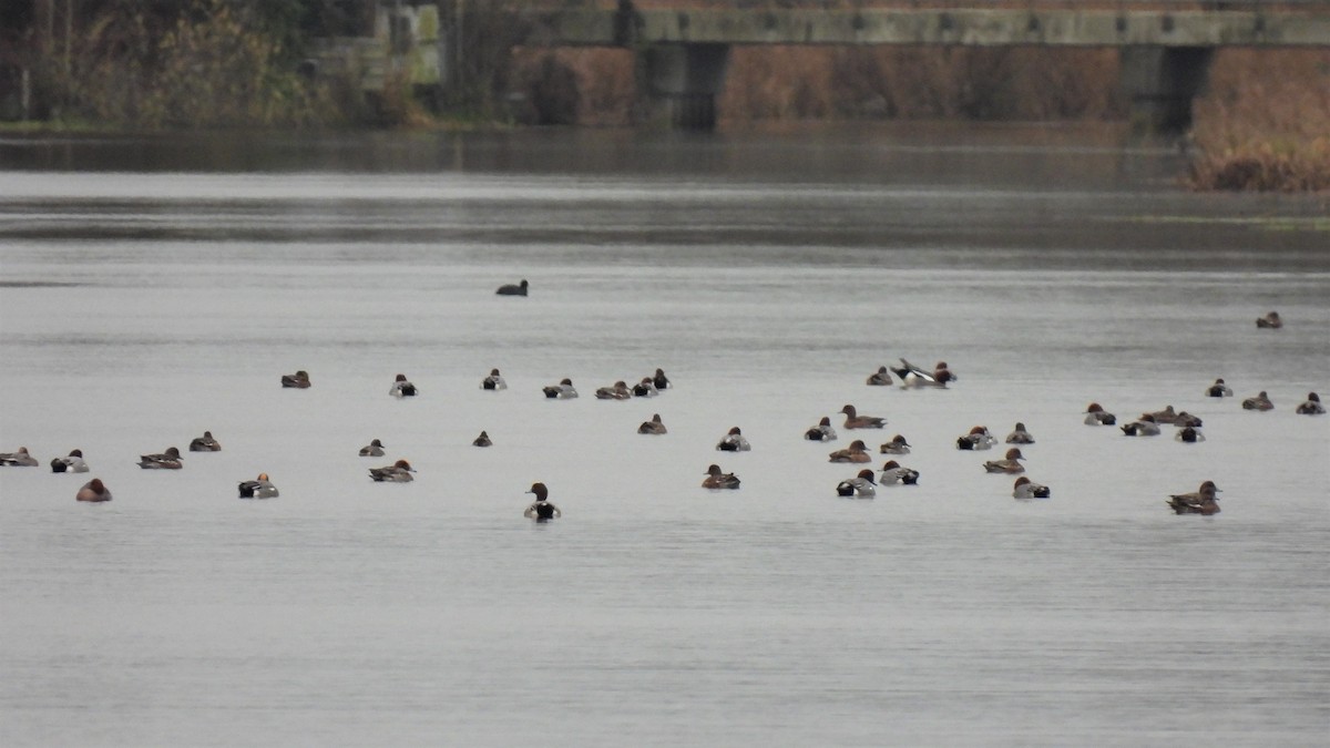 Eurasian Wigeon - ML290146171