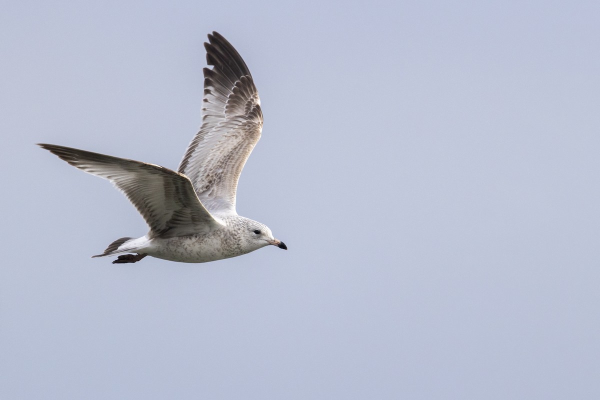 Ring-billed Gull - ML290149301