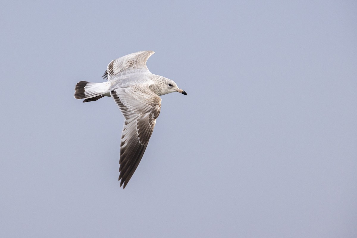 Ring-billed Gull - ML290149311