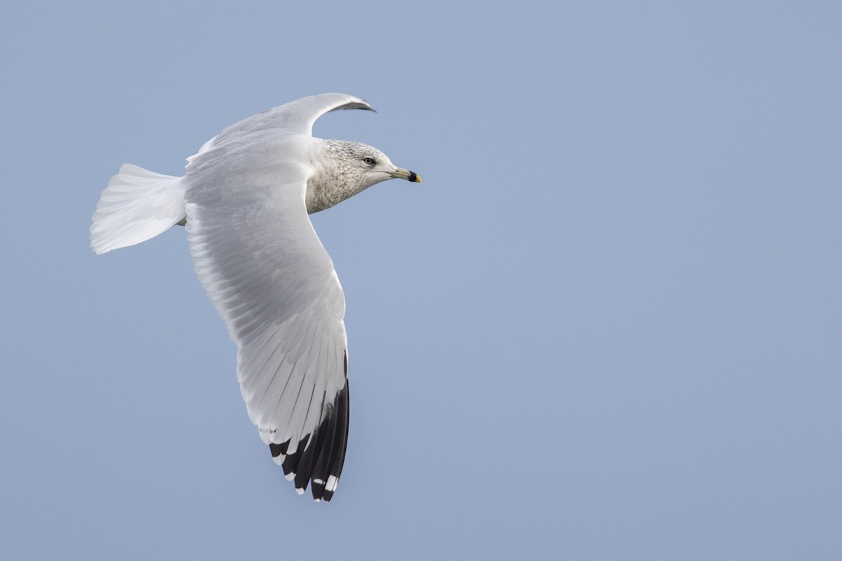 Ring-billed Gull - ML290149321