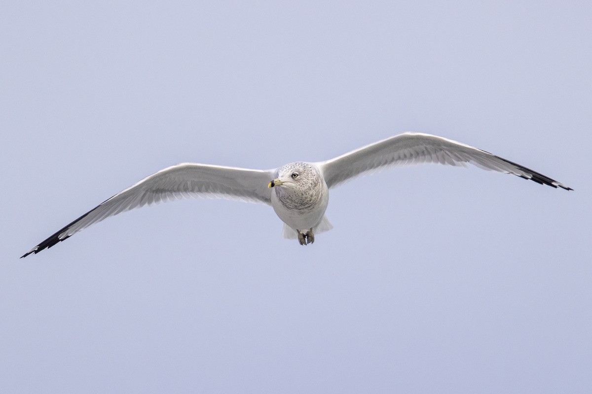 Ring-billed Gull - ML290149331