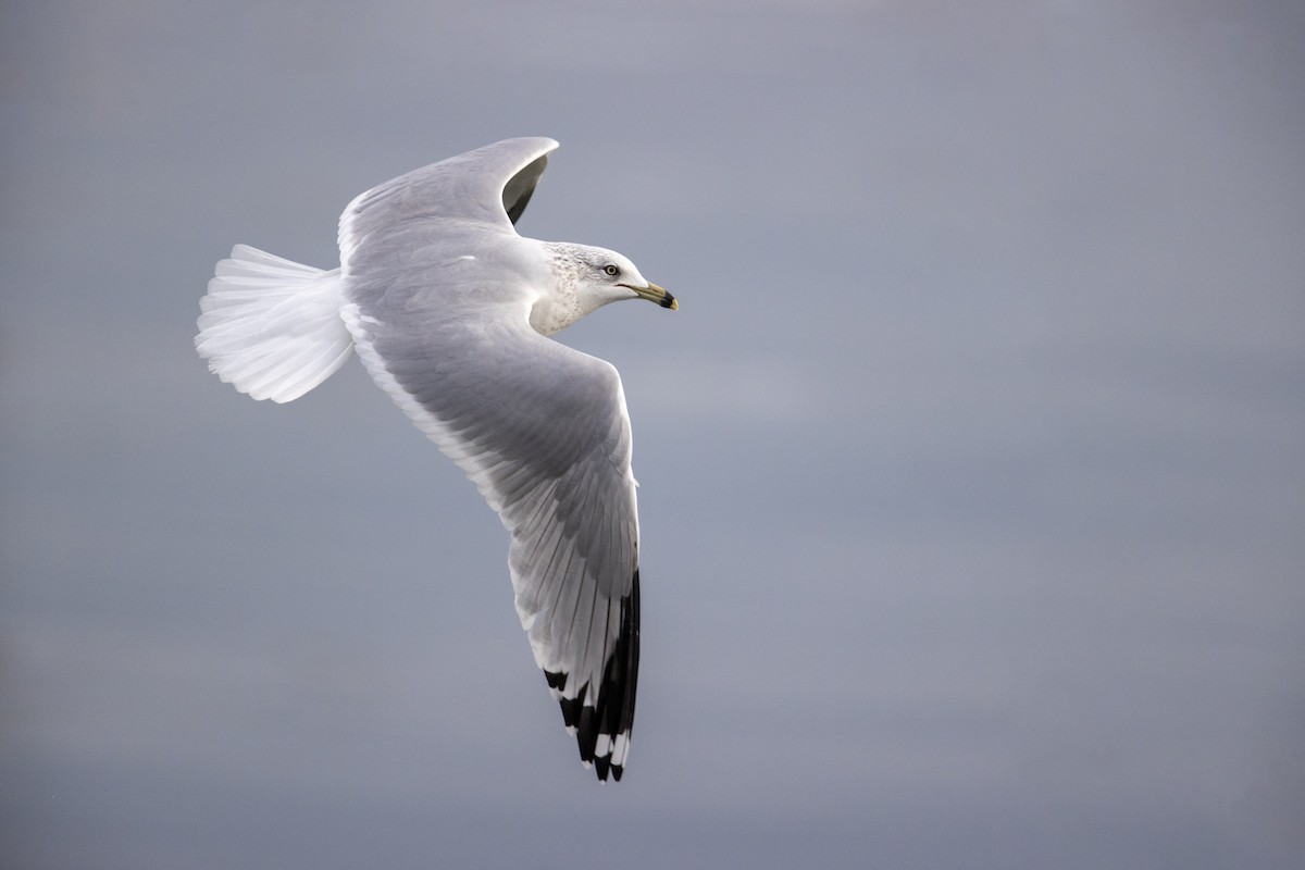 Ring-billed Gull - ML290149351