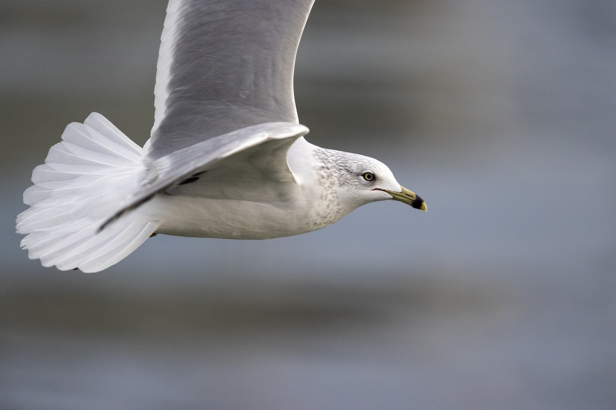 Ring-billed Gull - ML290149361