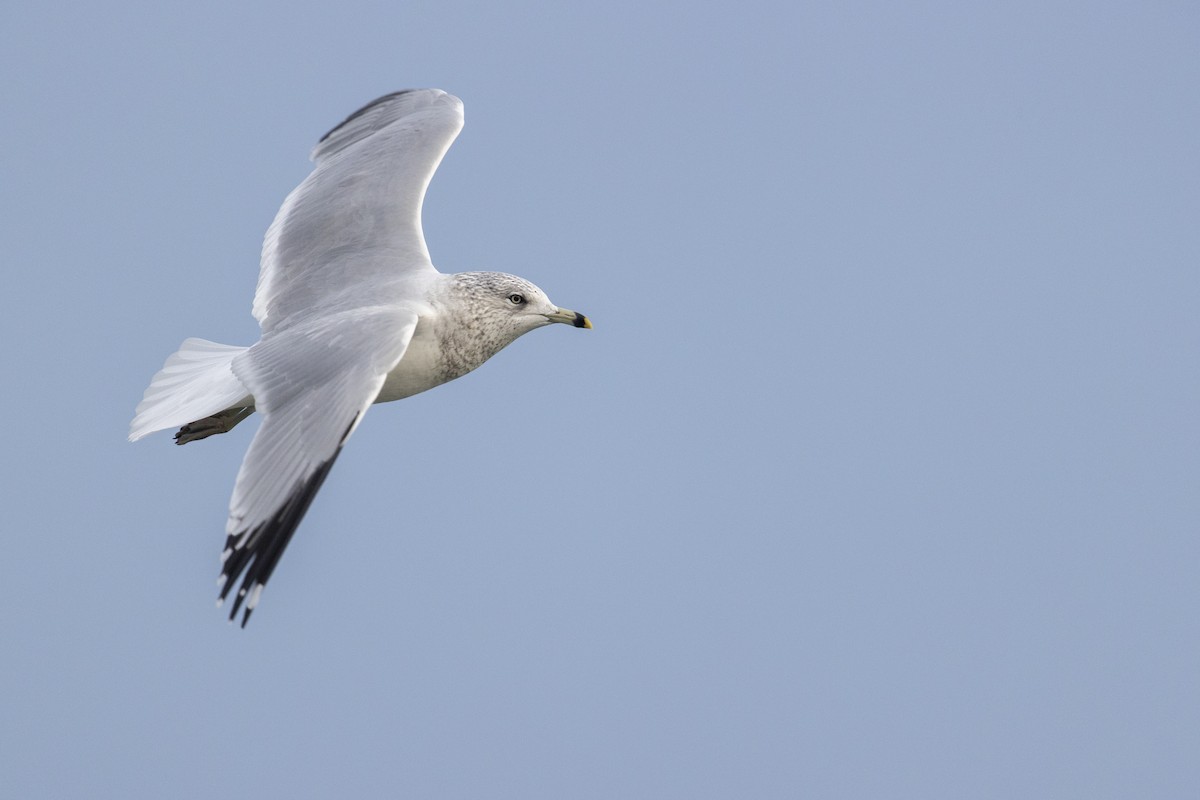 Ring-billed Gull - ML290149391