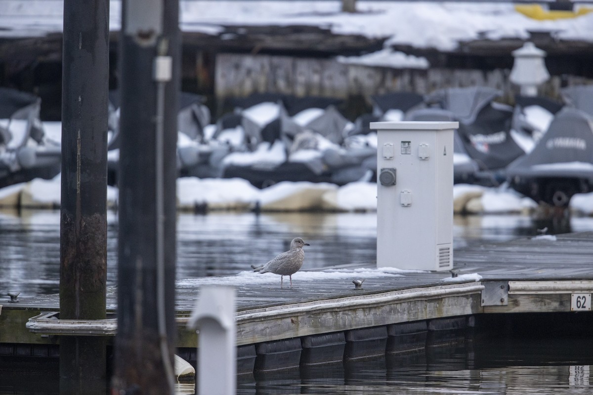 Iceland Gull (kumlieni) - ML290149401