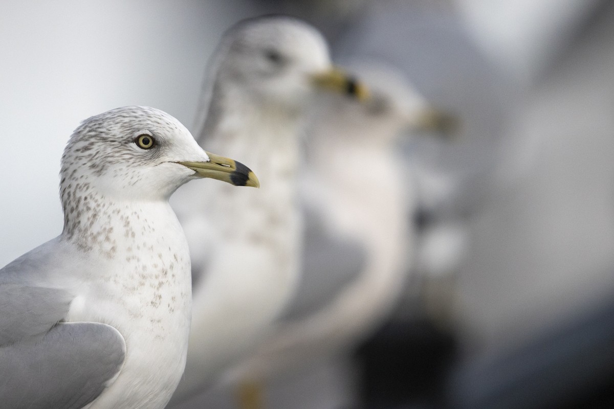 Ring-billed Gull - Michael Stubblefield