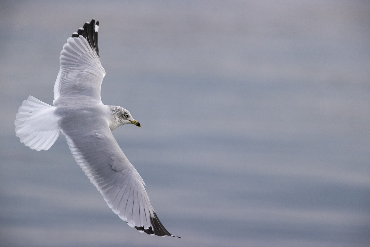 Ring-billed Gull - ML290149471