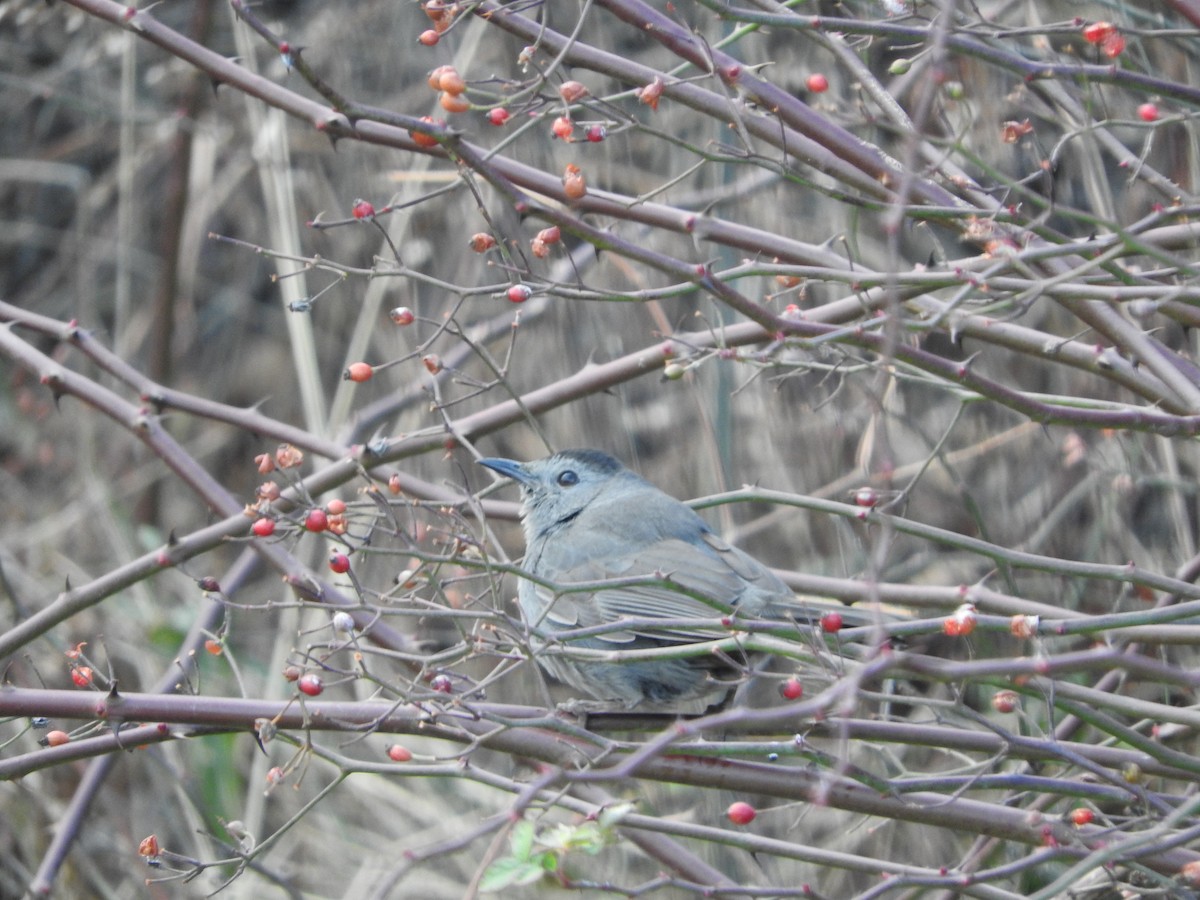 Gray Catbird - ML290150761