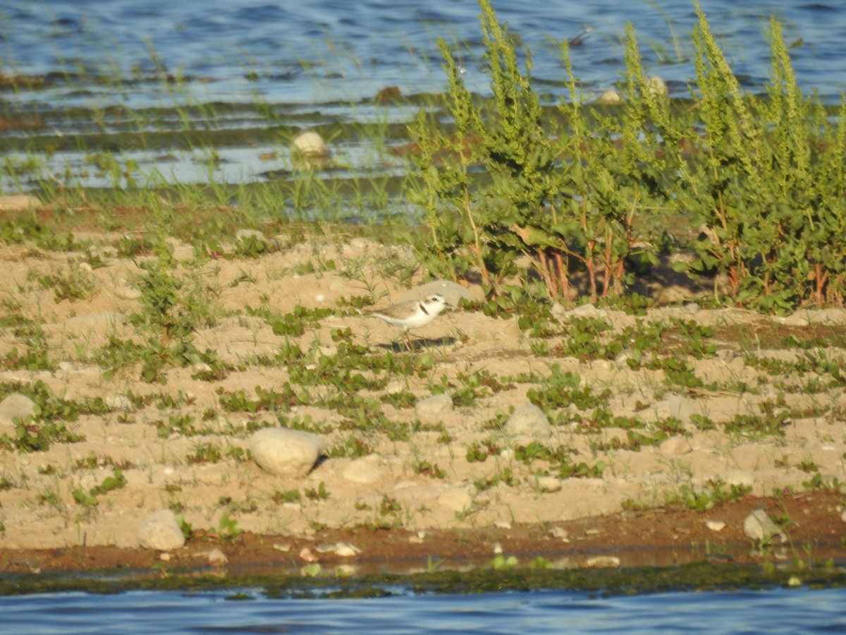 Snowy Plover - ML290150941