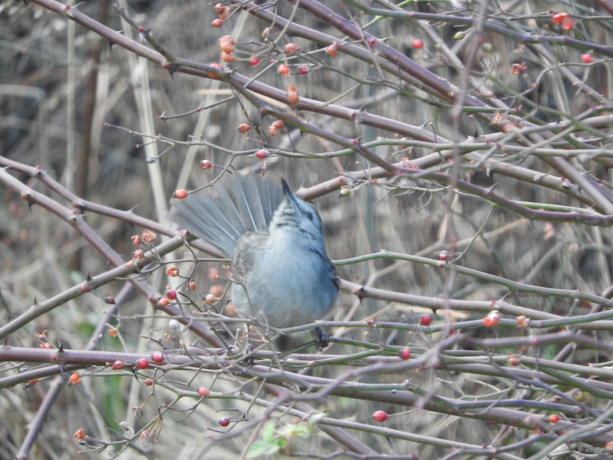 Gray Catbird - ML290150961