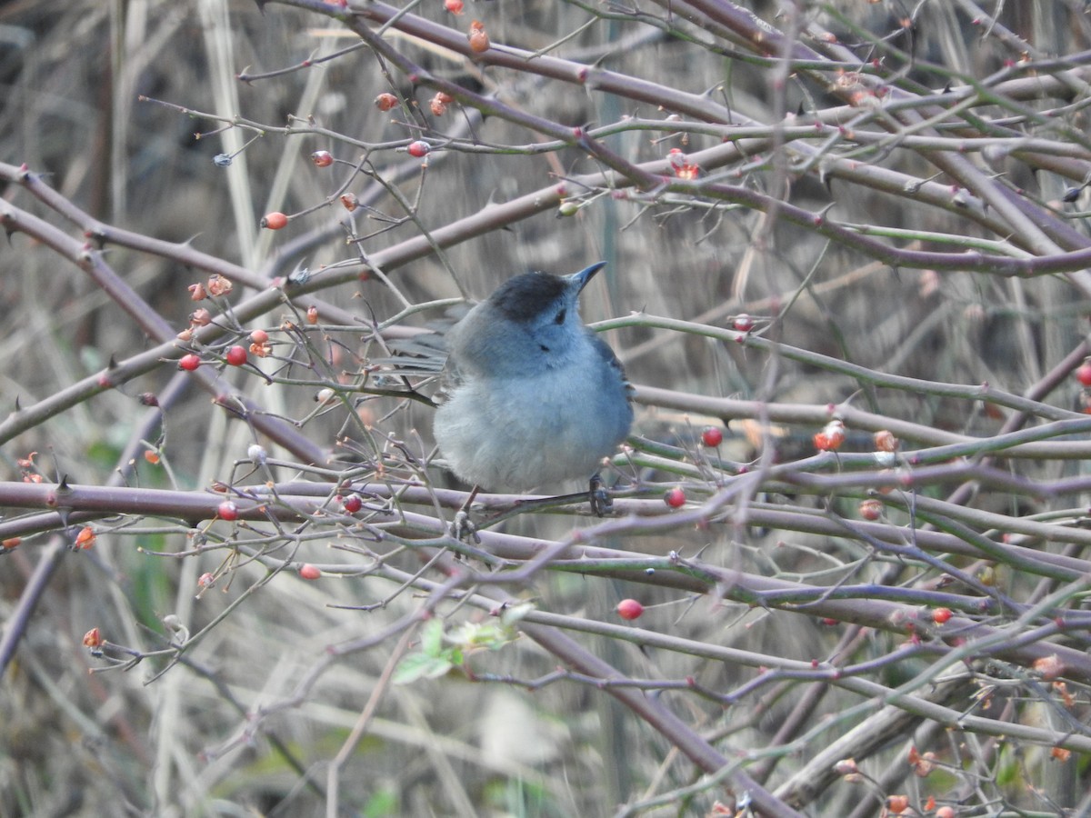 Gray Catbird - ML290150971