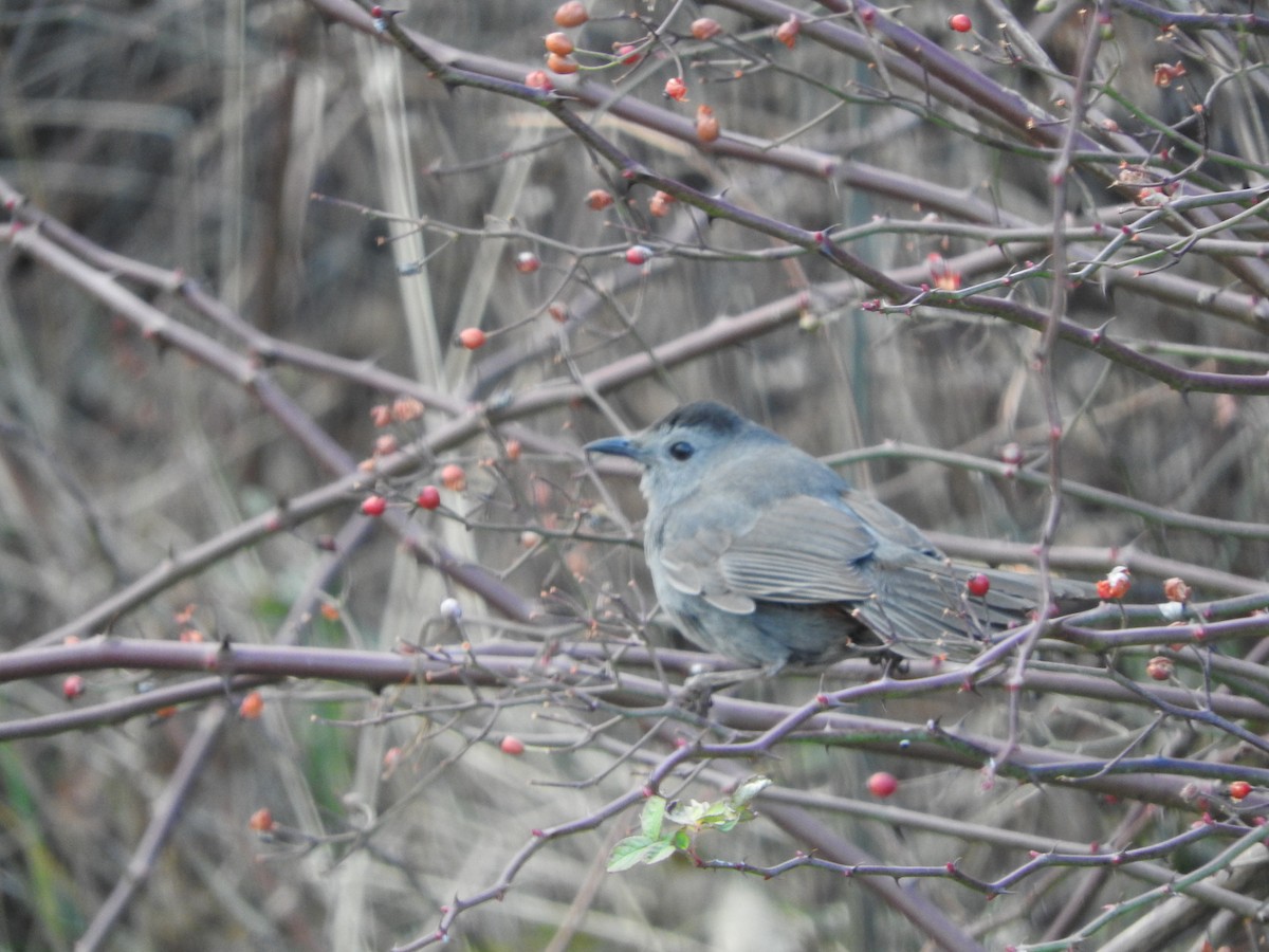Gray Catbird - ML290151001