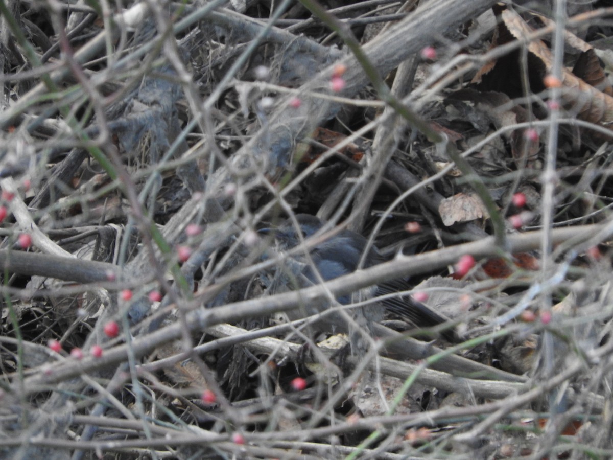 Gray Catbird - ML290151011