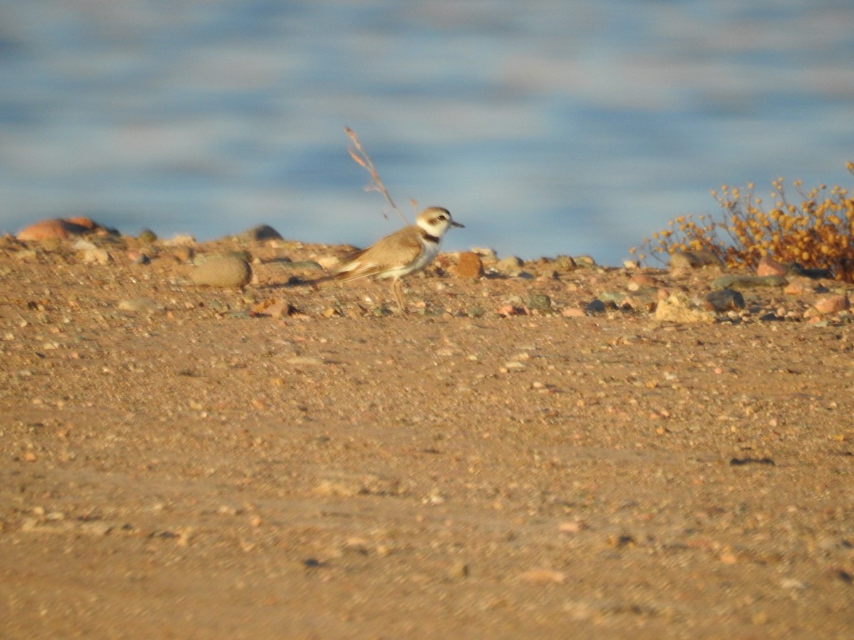 Snowy Plover - ML290151081