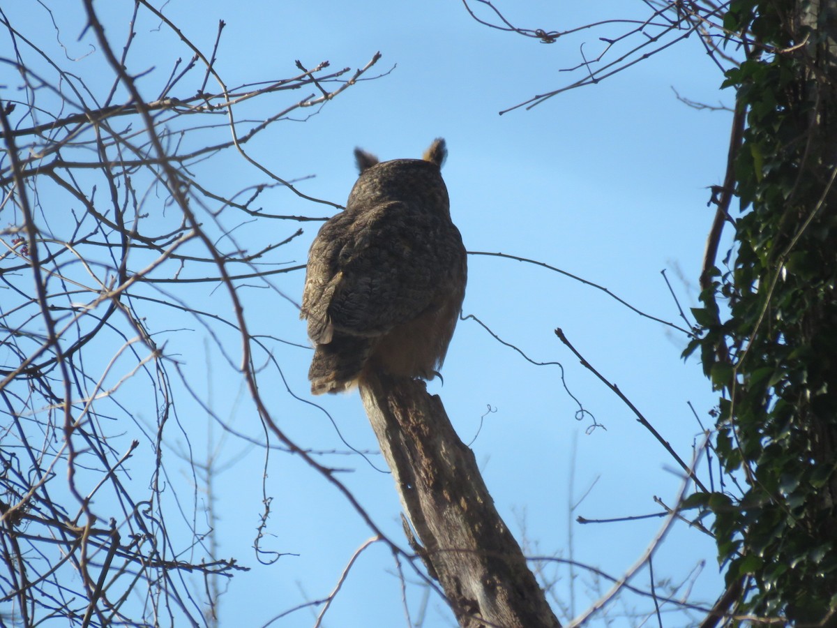 Great Horned Owl - ML290151421