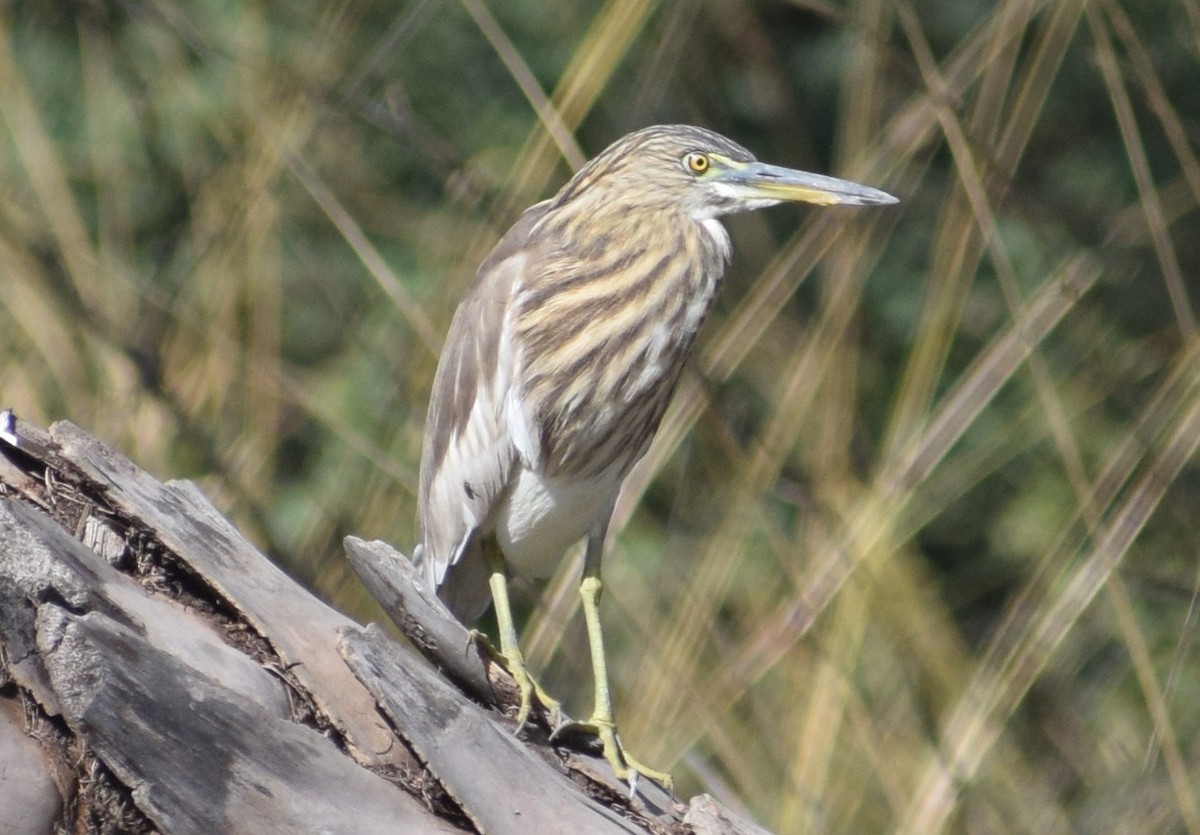 volavka hnědohřbetá - ML290152911