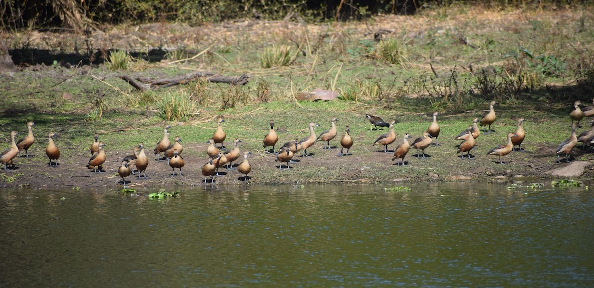 husička malá - ML290152921