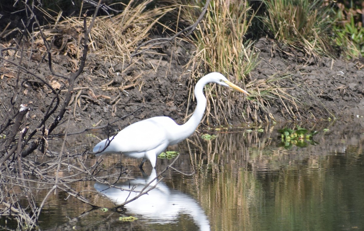 volavka bílá - ML290152961