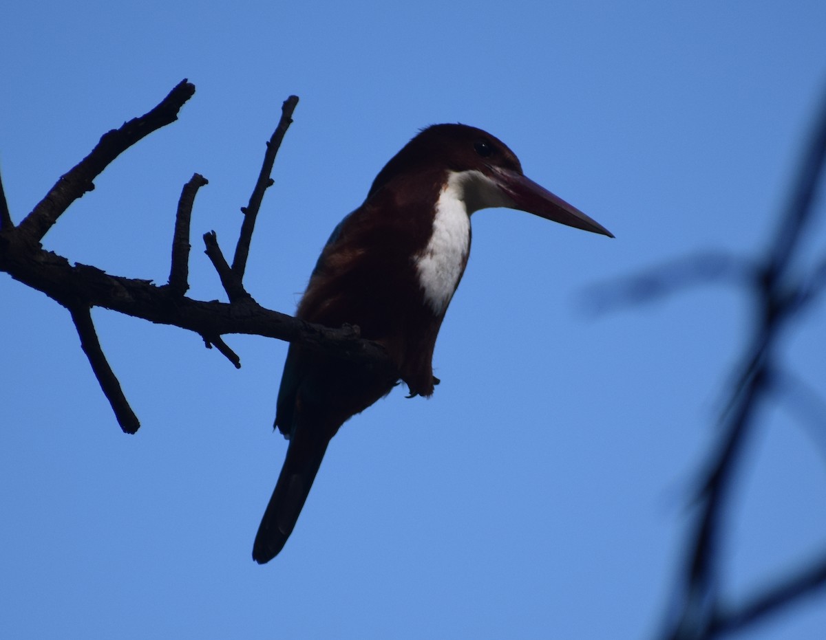 ledňáček hnědohlavý - ML290153301