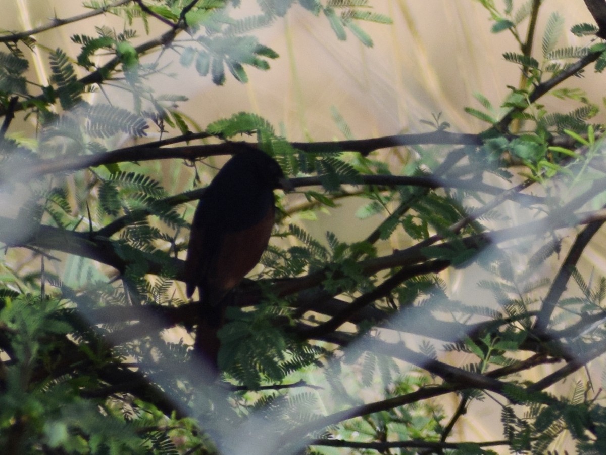 strnad chocholatý - ML290153481