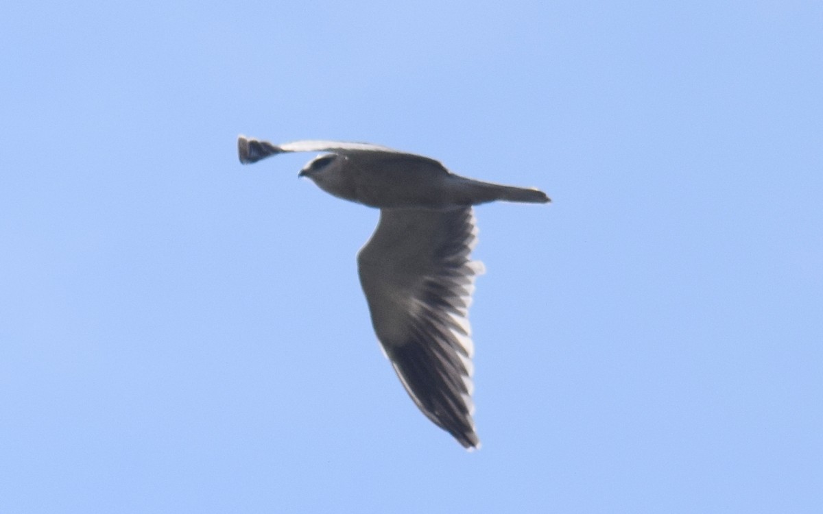 luněc šedý - ML290153511