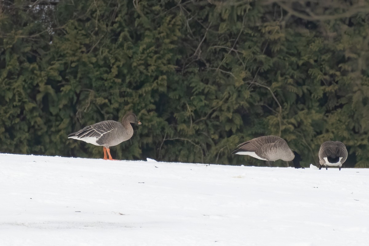 Tundra Bean-Goose - ML290153901