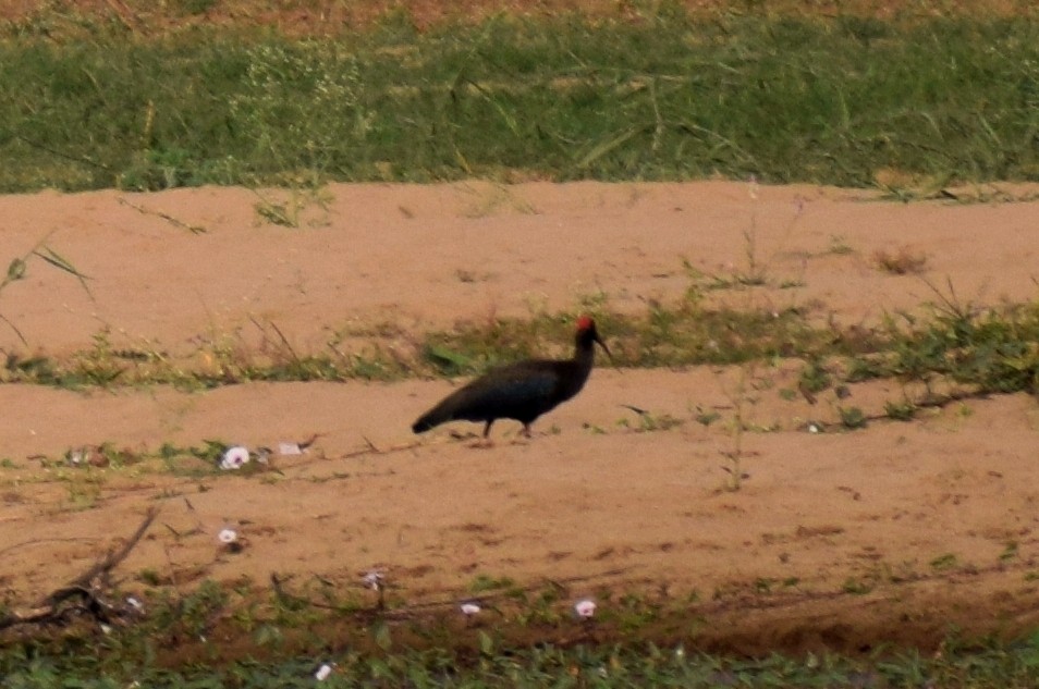 ibis bradavičnatý - ML290154671