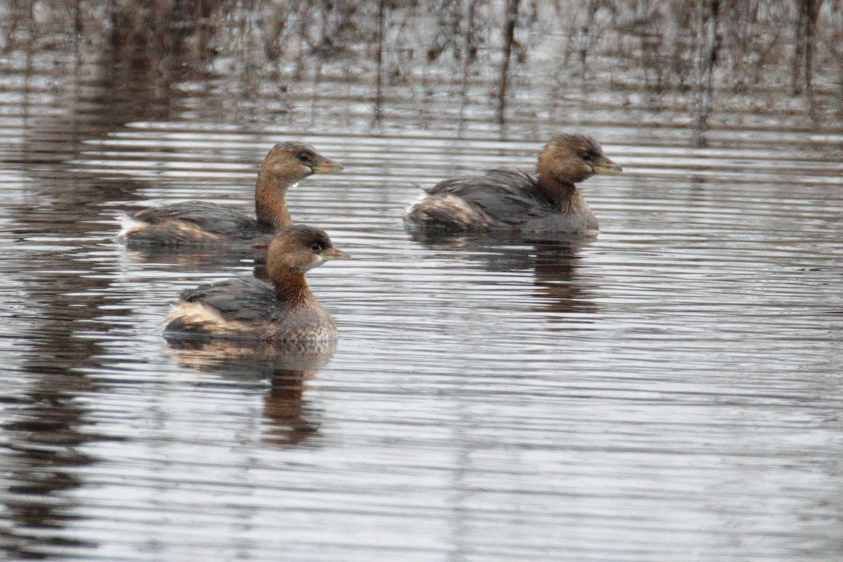 Pied-billed Grebe - ML290154721