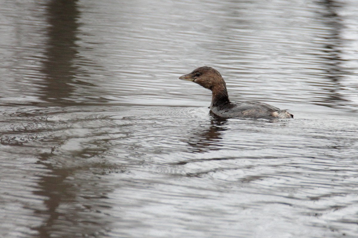 Pied-billed Grebe - ML290154741