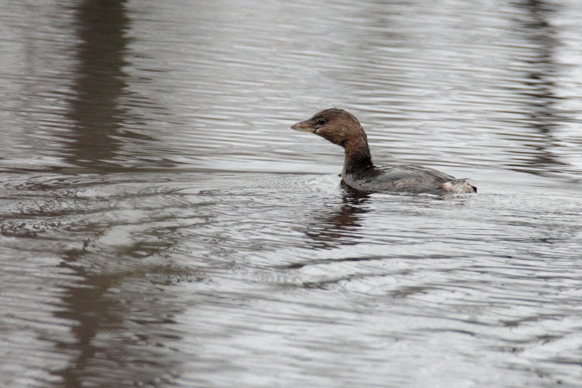 Pied-billed Grebe - Mel Green